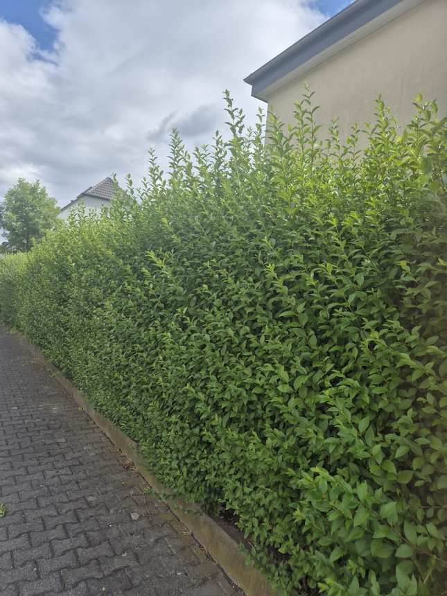 Hohe Ligusterhecke vor dem Haus