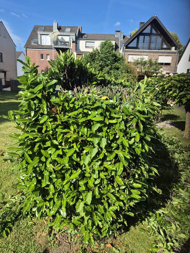 Frisch getrimmte Lorbeerhecke