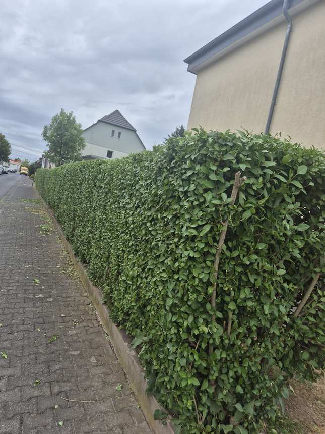 Feldahornhecke nach dem Formschnitt