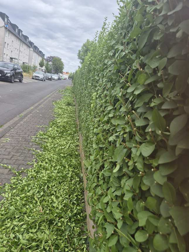 Dichte, sauber geschnittene Heckenwand