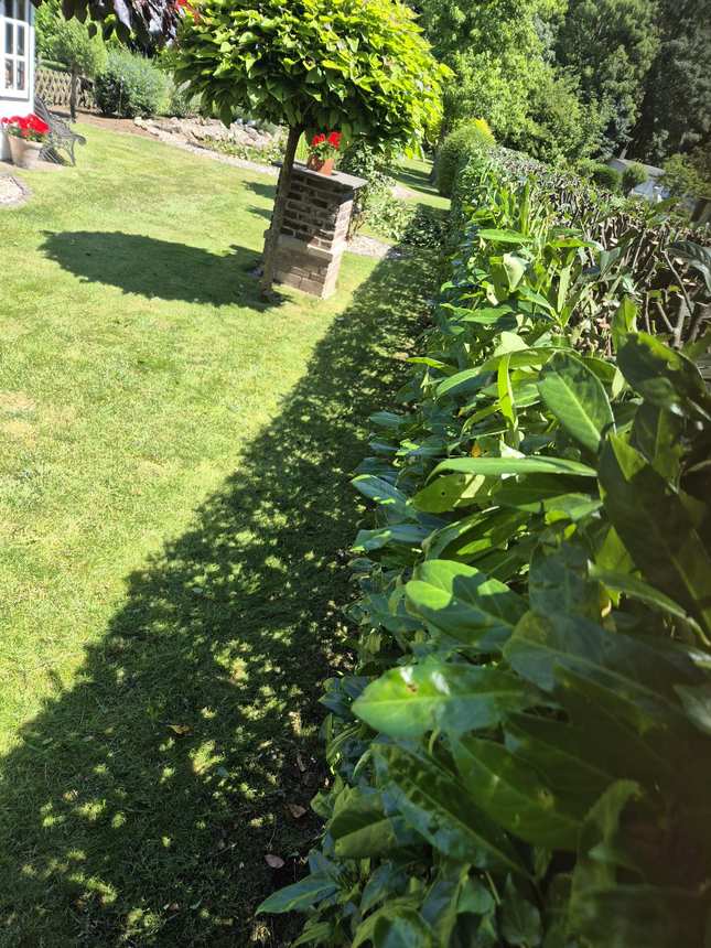 Frisch geschnittene Kirschlorbeerhecke in gepflegtem Garten
