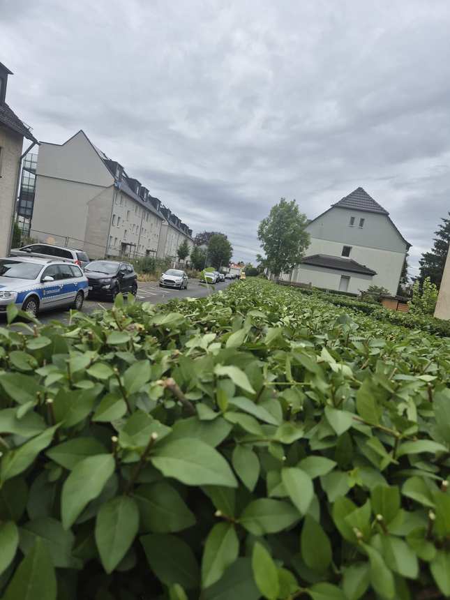 Frisch gekürzte Hecke an der Straße