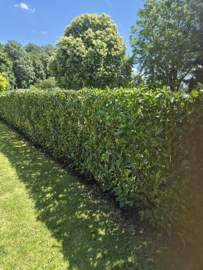 Heckenpflege im Privatgarten