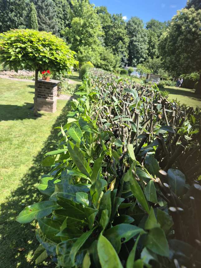 Verjüngungsschnitt einer Lorbeerhecke