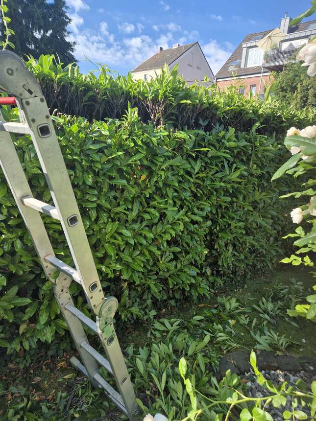 Rückschnitt einer hohen Hecke