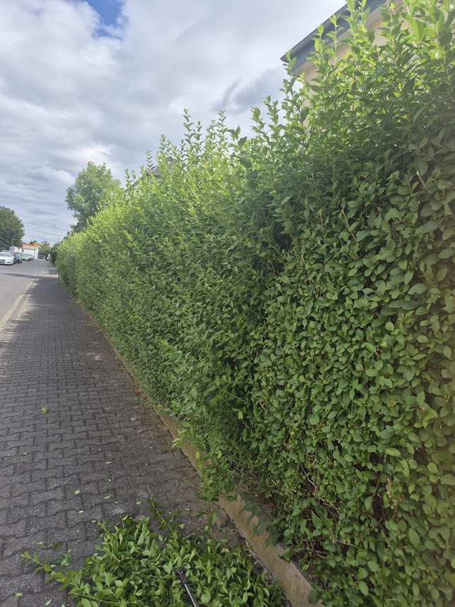 Hecken und Wege nach der Pflege