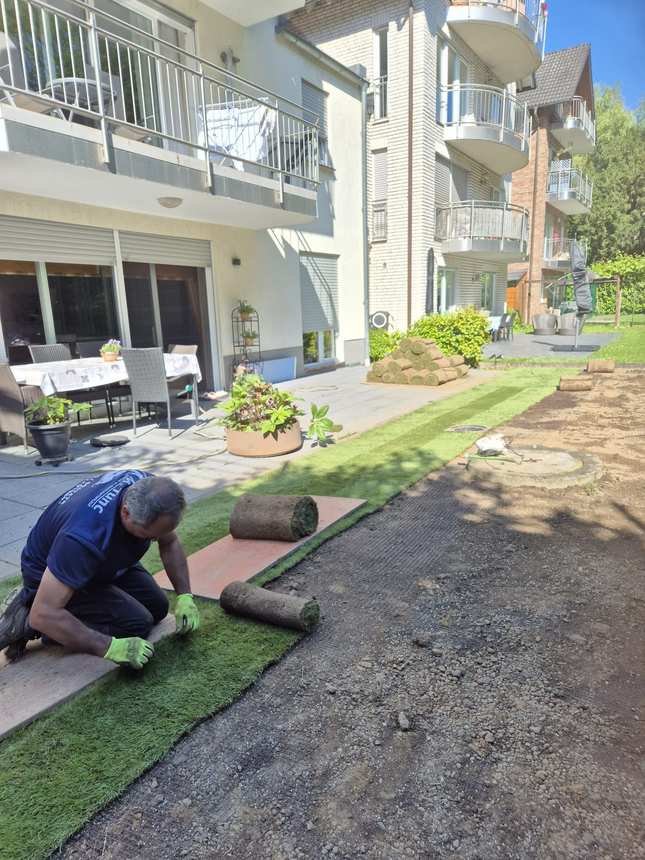 Rollrasen wird verlegt