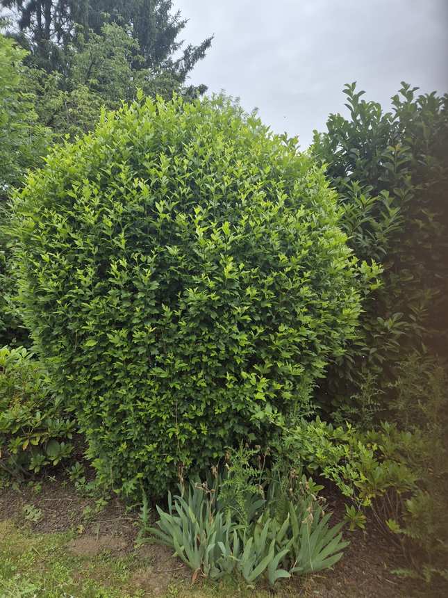 Ligusterhecke entlang des Gehwegs nach dem Schnitt