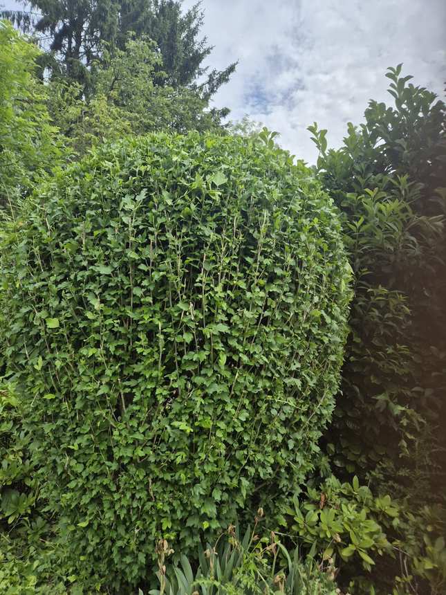 Lange Kirschlorbeerhecke nach dem Schnitt