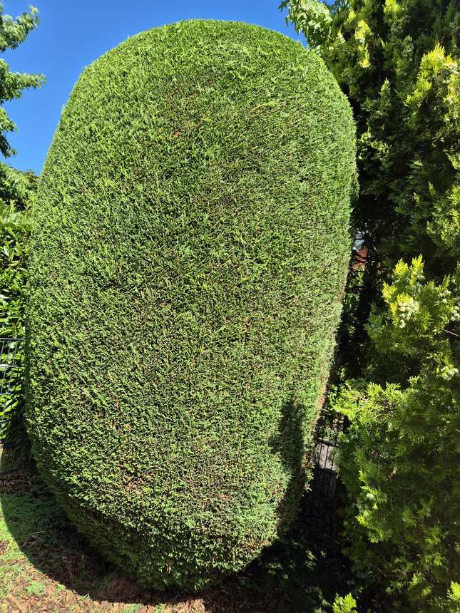 Perfekt geschnittene Thuja in Eiform
